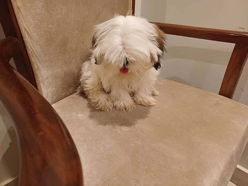 shih tzu pupp just for exchange not for sale 6