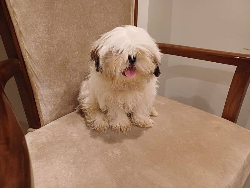 shih tzu pupp just for exchange not for sale 7