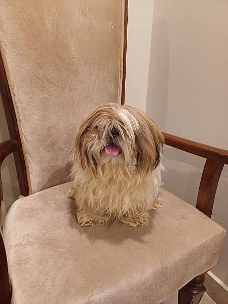 shih tzu pupp just for exchange not for sale 9