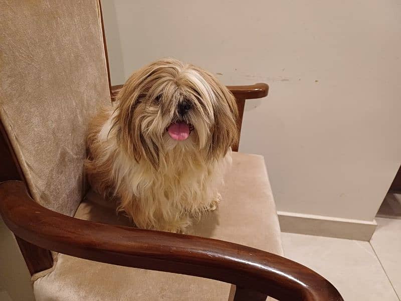 shih tzu pupp just for exchange not for sale 10