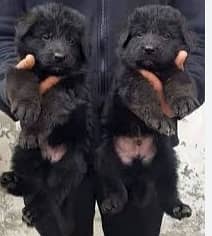 black German shepherd puppy full long coat