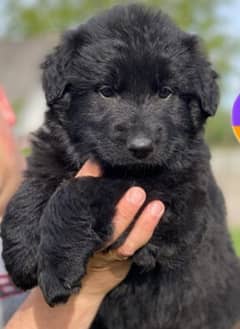 black German shepherd puppy full long coat puppy for sale