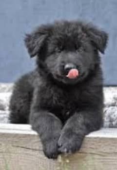 black German shepherd male puppy full long coat