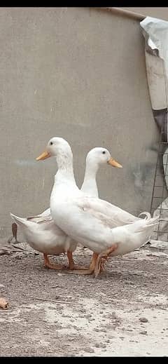 Khaki Campbell Pekin Desi Duck Hen Egg Laying Korangi Khi