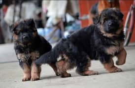 German shepherd puppies