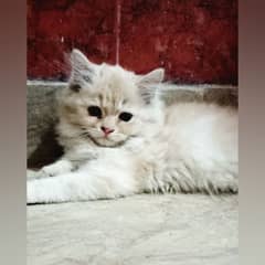 Pure Persian Kitten Female Available