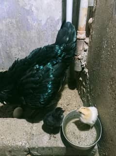 Aseel Breeder pair for sale