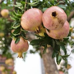 white pomegranate / sofaid anaar export quality