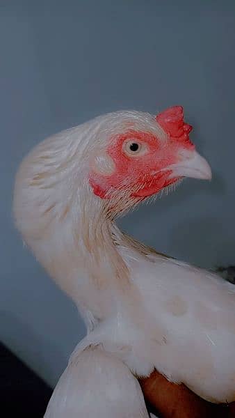 Heeri female for sale 0