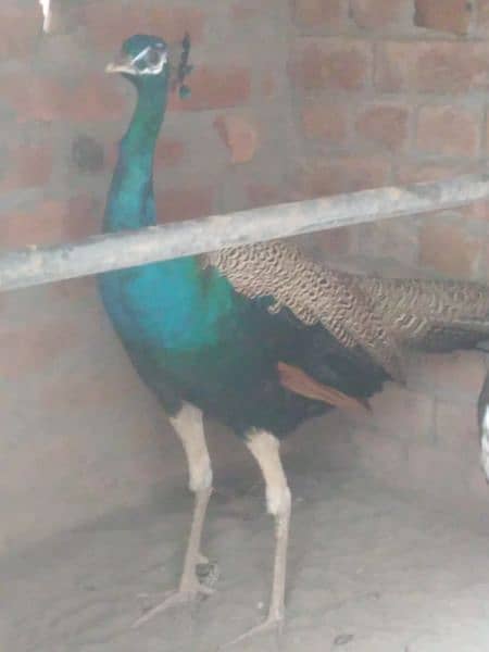 Male and female peacock 2.5 year age agr kisi n lena to les ho jaye ga 1