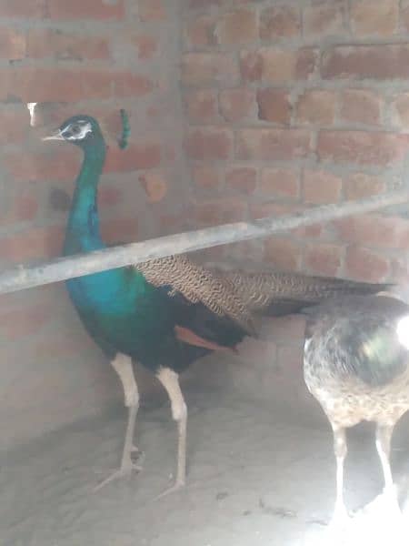 Male and female peacock 2.5 year age agr kisi n lena to les ho jaye ga 2