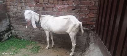 Rajan puri bakri for sell