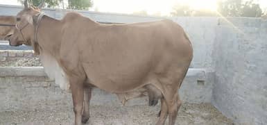 Pure Cholistani Cow for sale