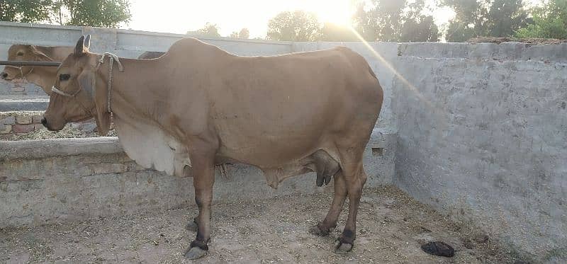 Pure Cholistani Cow for sale 3