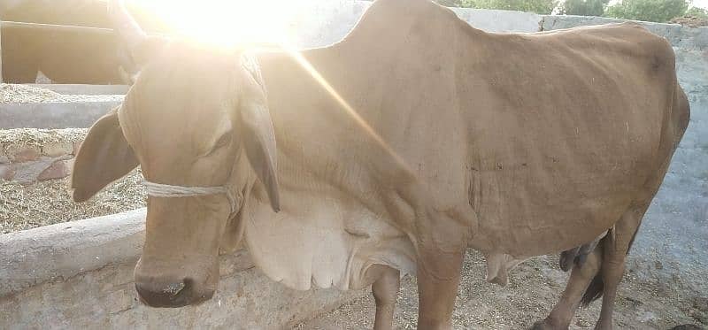 Pure Cholistani Cow for sale 4