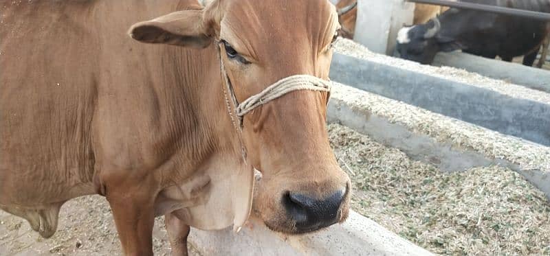 Pure Cholistani Cow for sale 5