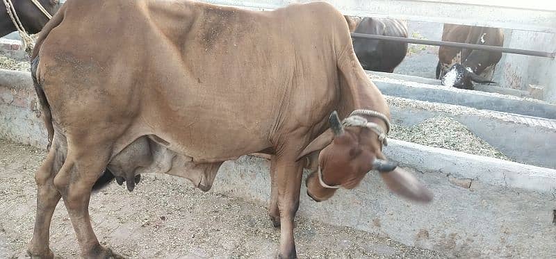 Pure Cholistani Cow for sale 6