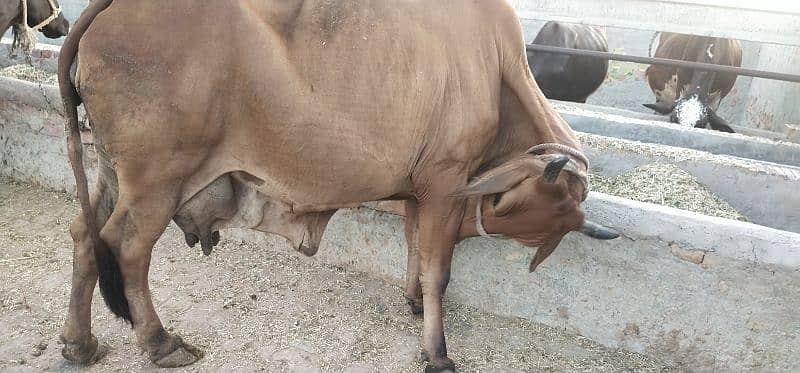 Pure Cholistani Cow for sale 7