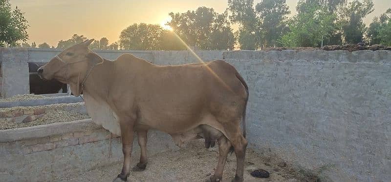 Pure Cholistani Cow for sale 8