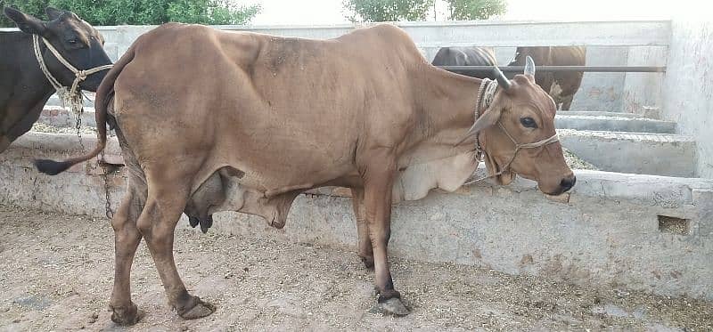 Pure Cholistani Cow for sale 10