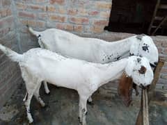 2 makhi cheeni goats for sale