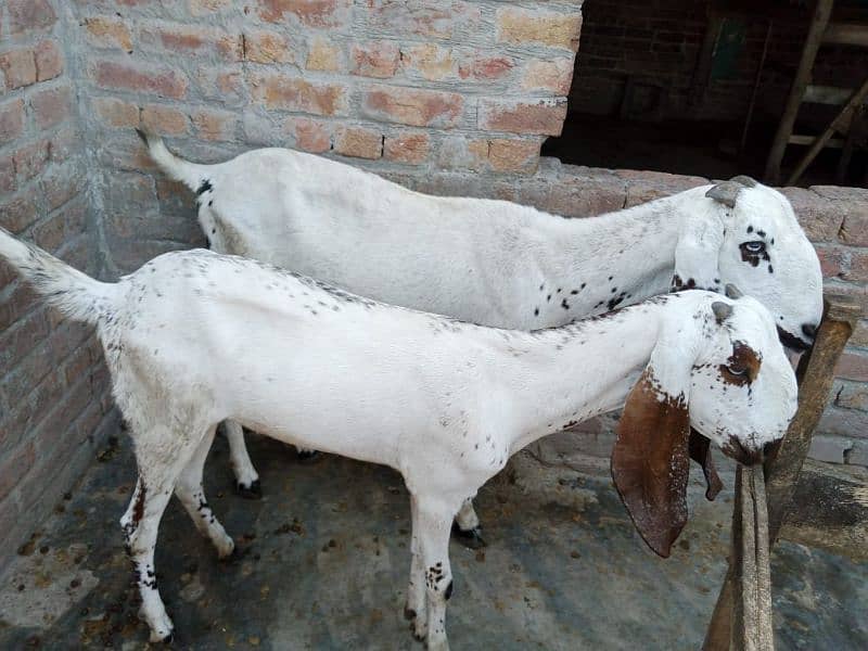 2 makhi cheeni goats for sale 0