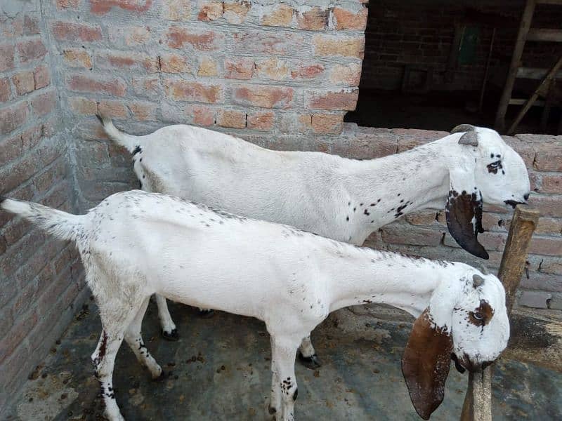 2 makhi cheeni goats for sale 1