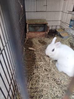 Dwarf Hotot - Breeding - adult female