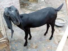 Black Naghra Bakri (Phat)