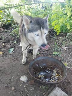 Siberian Husky