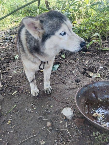 Siberian Husky 2