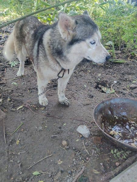 Siberian Husky 3