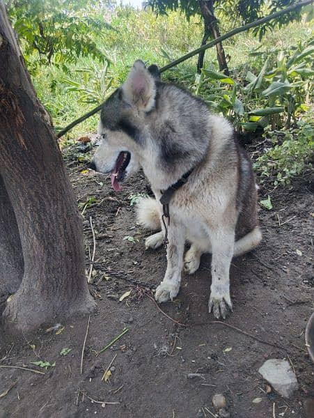 Siberian Husky 6