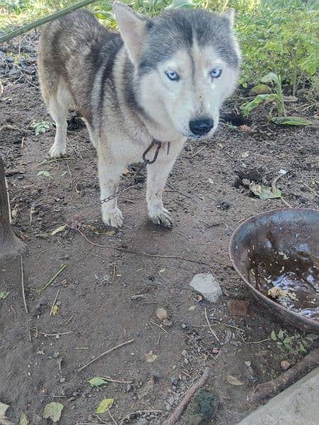 Siberian Husky 7