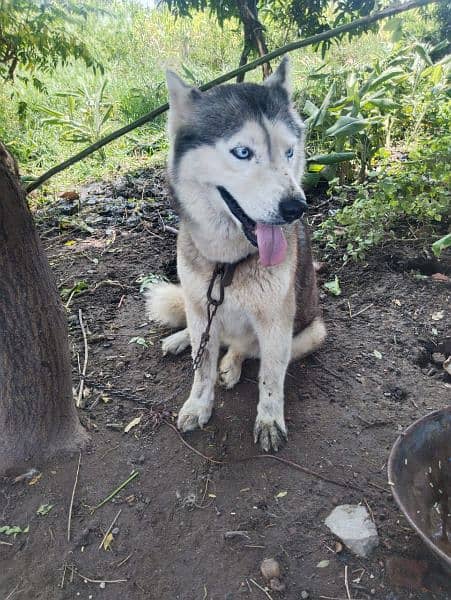 Siberian Husky 8