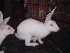 Rabbits for selling argent 0