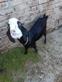 Goat  for sale white goat full active black goat full active