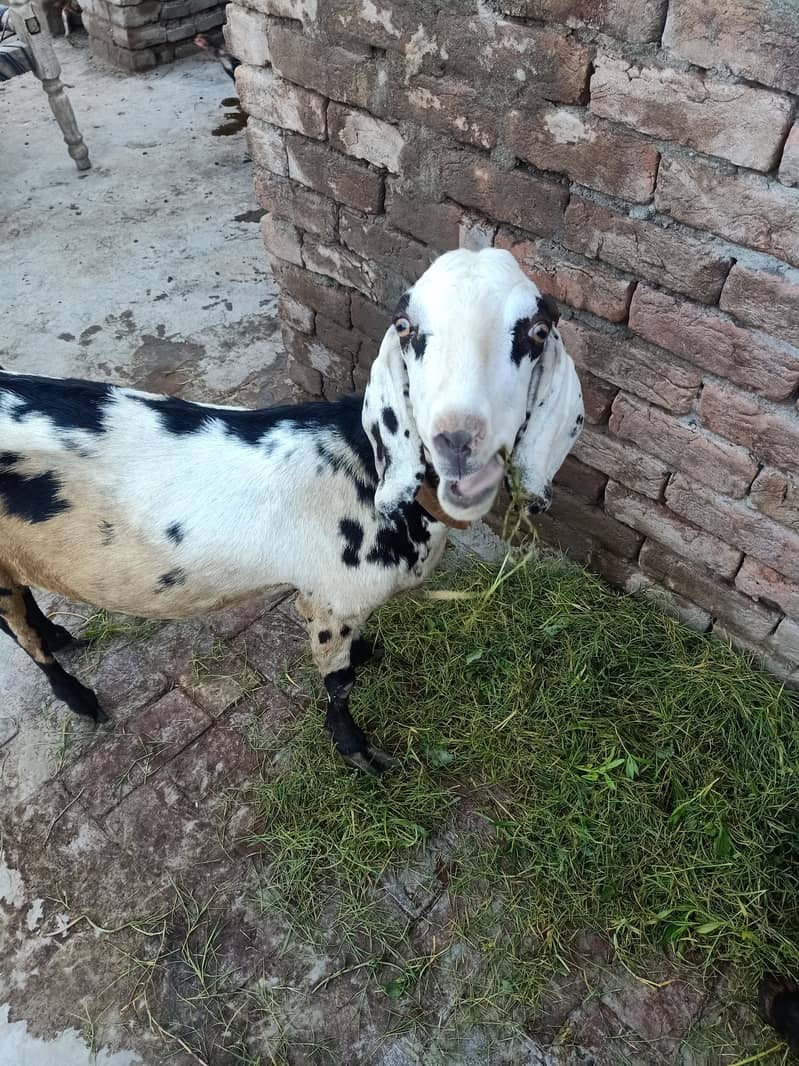 Goat  for sale white goat full active black goat full active 3