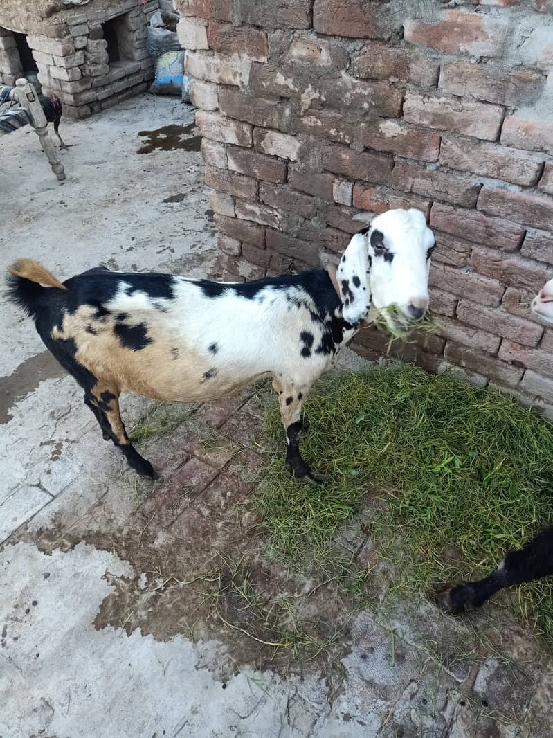 Goat  for sale white goat full active black goat full active 4