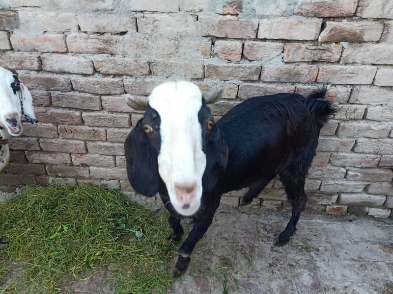 Goat  for sale white goat full active black goat full active 6