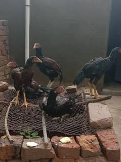 Pure Aseel Mianwali murg chicks