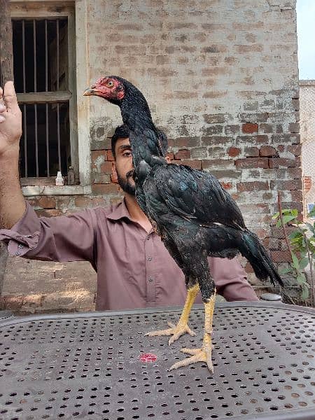 Pure Aseel Mianwali murg chicks 1