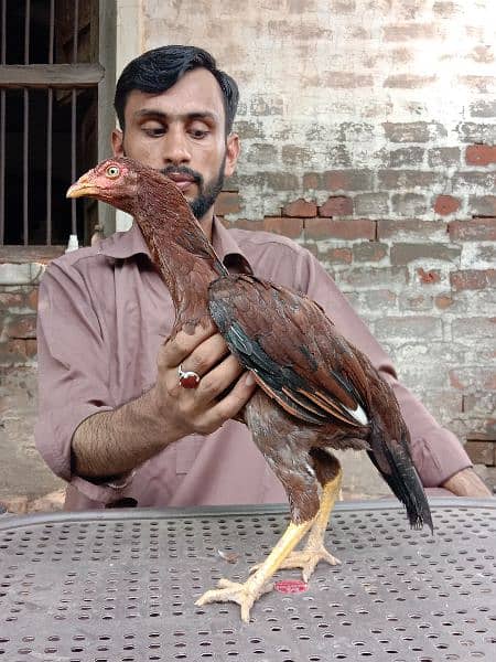 Pure Aseel Mianwali murg chicks 2