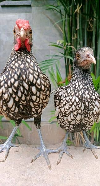 Silver Sebrites and other hens for sale 1