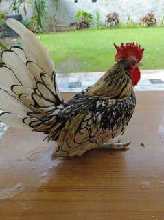 Silver Sebrites and other hens for sale 0