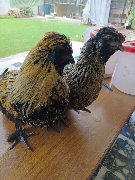 Silver Sebrites and other hens for sale 3