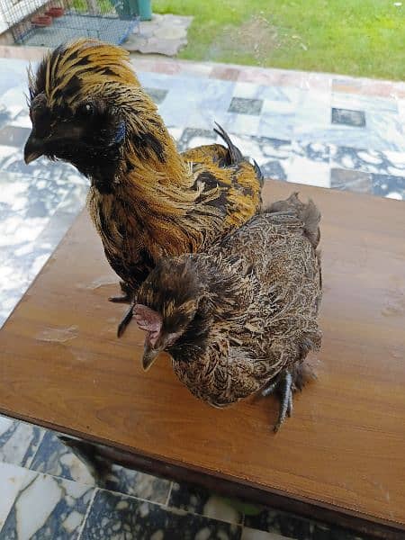 Silver Sebrites and other hens for sale 4