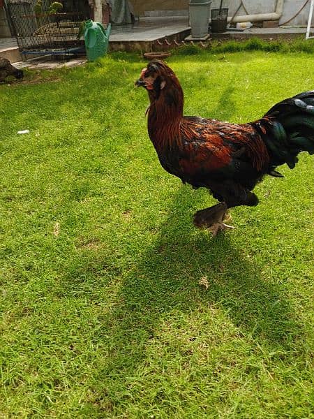 Silver Sebrites and other hens for sale 5