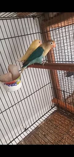 2 Breeder Pair With Cage & Box For Sale 0