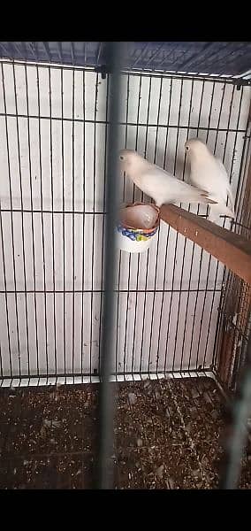 2 Breeder Pair With Cage & Box For Sale 2